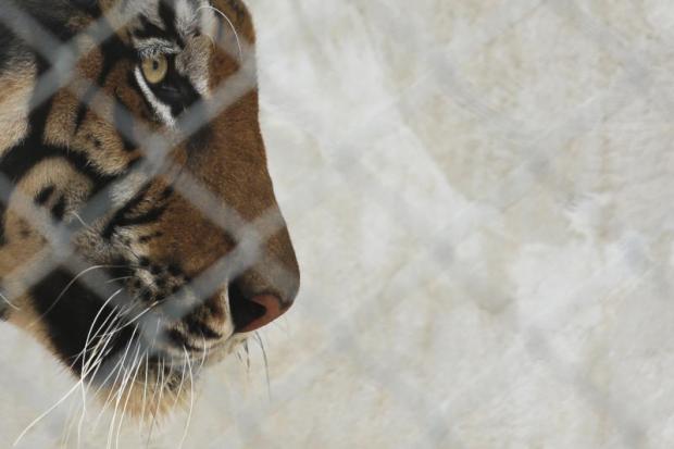 Cat and mouse: Accused tiger trafficker slips authorities' net