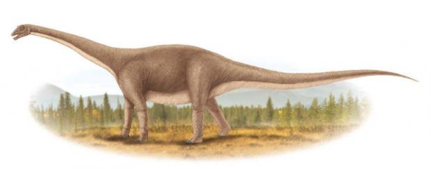 Phuwiangosaurus sirindhornae
PERIOD: Late Cretaceous LENGTH: 15-20 metresFOUND IN: Khon Kean, Kalasin, Sakhon Nakhon and Nongbua Lamphu Phuwiangosaurus sirindhornae was the first sauropod discovered in Thailand. A medium-sized herbivore, it was named after Princess Maha Chakri Sirindhorn.