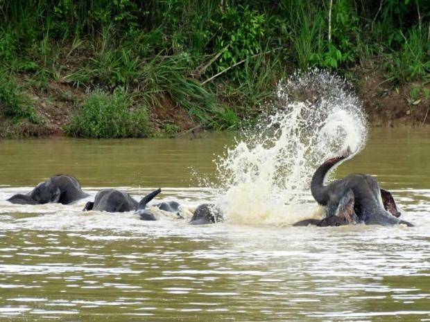 It's risky, but elephants are feeling frisky