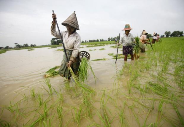 Agriculture still contributes 40% of Myanmar's gross domestic product, while employing 70% of the labour force. Photo: Reuters