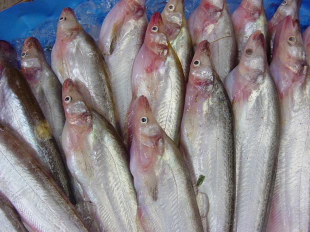Shock Rai Fish Bangkok Post - Beware short, sharp shocks