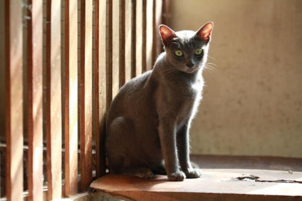 Splitting hairs over cat breeds