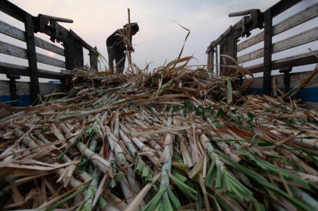 A farmer harvesting sugar cane, which has become a lucrative crop as global sugar prices continue to rise this year. Jiraporn Kuhakan