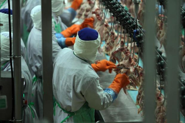 Workers process chicken at CPF's plant in Nakhon Ratchasima. The company acquired China's Cofco Meat Suqian for 976 million baht. APICHART JINAKUL