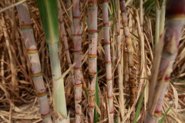 Severe drought has delayed Thailand's sugar crushing season, threatening a reduction in sugar output next year. JIRAPORN KUHAKAN