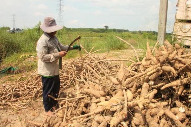 A farmer harvests cassava crop at a plantation in Chachoengsao province.SONTHANAPORN INCHAN