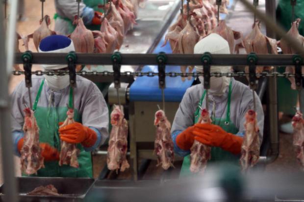 Workers process chicken meat at a plant in Nakhon Ratchasima. Thailand's poultry exports are forecast to show strong growth this year. APICHART JINAKUL