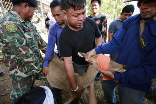 Bangkok Post - Seized temple deer taken to sanctuary