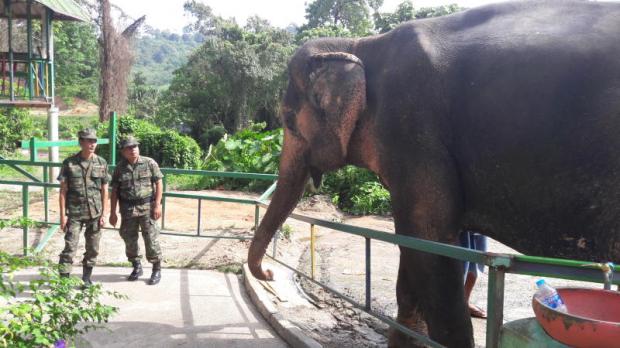 Soldiers look at an elephant a handler claims to be 'Phang Yo' at a Phuket safari park. The owner said it was kidnapped in 2003 while working in Krabi. Achadtaya Chuenniran