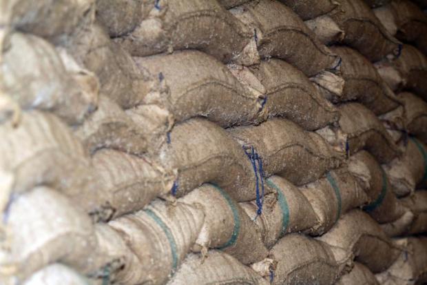 Decaying rice in storage at a warehouse in Nakhon Pathom. APICHART JINAKUL