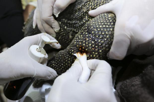 Bangkok Post - Lizard licks its wounds courtesy of local Doctor Dolittle