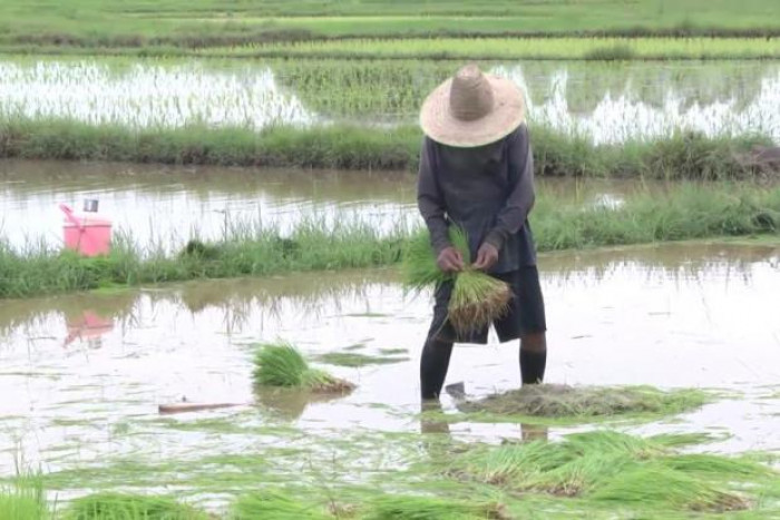 Waiving Rice Bangkok Post - How awful was rice pledging, really?