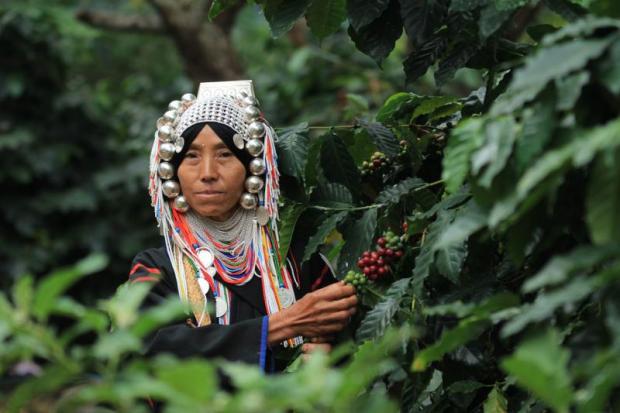 From poppy fields to coffee plantations