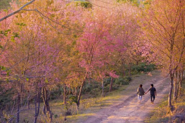 Where cherry blossoms bloom in Thailand