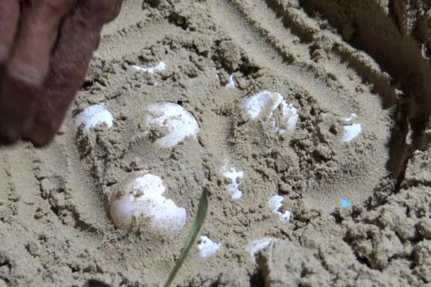 Rarely seen turtle eggs saved from beach