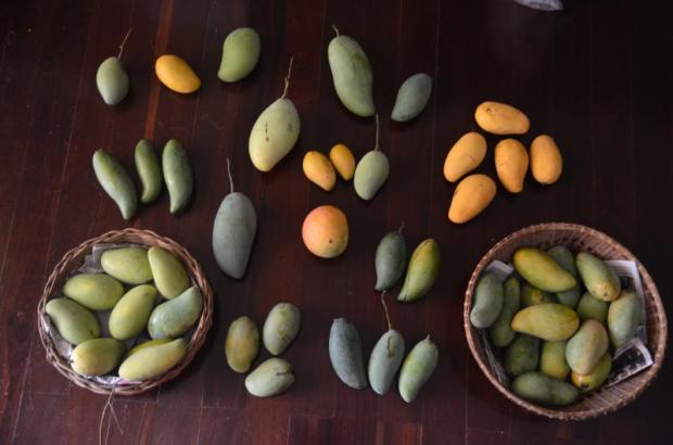 In praise of mangoes