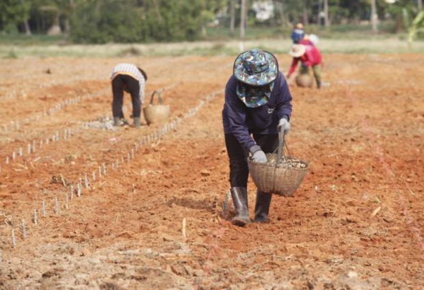 Cabinet approves new debt aid for farmers