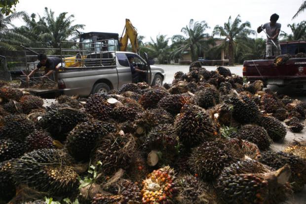 Palm fruit for sale at a market in Krabi province. SEKSAN ROJJANAMETAKUN