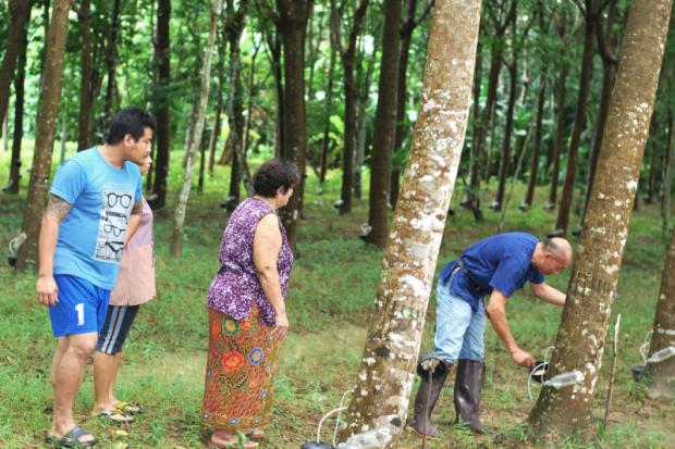 Farmers in Trang province tap a rubber tree for latex. A UTCC study found the income of rubber farmers has collapsed. Methee Muangkaew