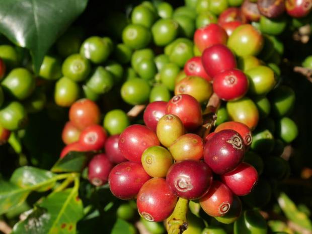 koffie bessen op een boom in Chiang Rai. Vers gezette koffie wint aan populariteit in Thailand. Penkhae SOITHONG