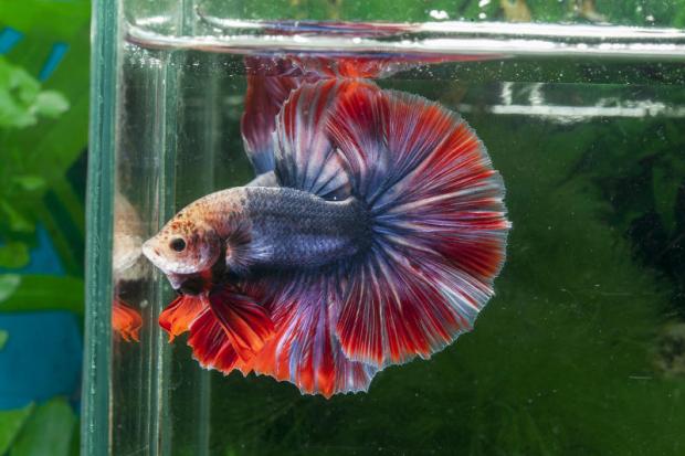 A close-up view of Siamese fighting fish