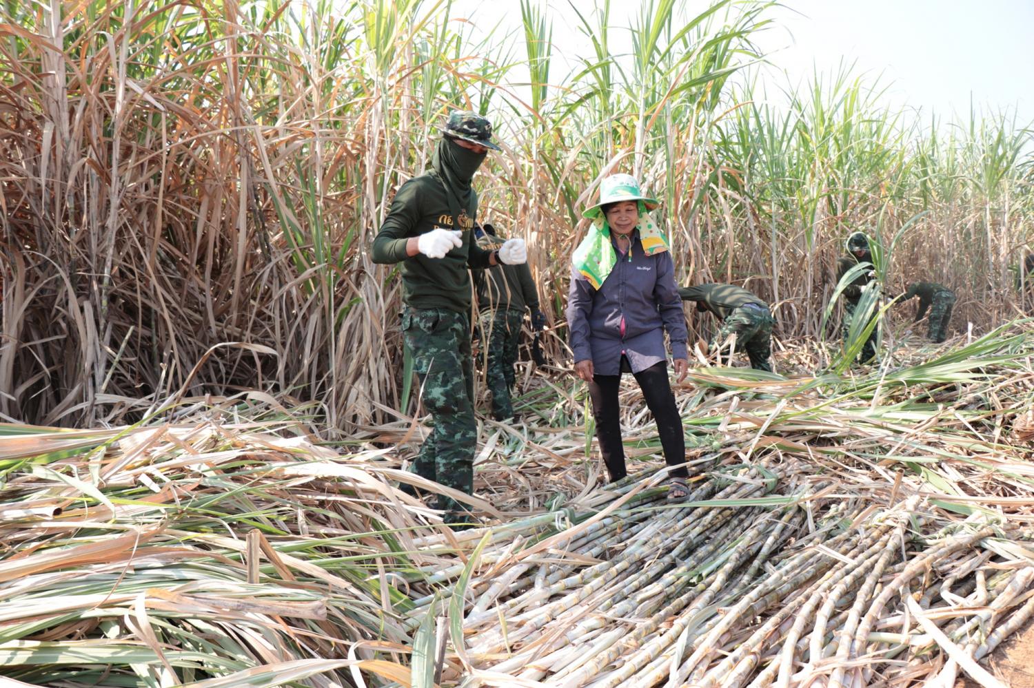 Local soldiers help sugar-cane farmers in Kanchanaburi to harvest fresh output. The government will have its latest plan to remove burnt sugar cane in the next three years. PIYARAT JONGCHAROEN