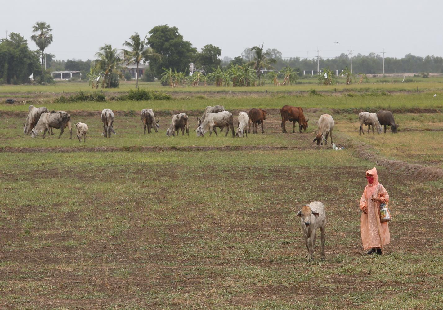 Dry bites: Cows graze on what was previously a rice field in Suphan Buri's U Thong district. The prolonged drought, which has forced many farmers to stop growing rice in Suphan Buri, is worsening across several provinces.