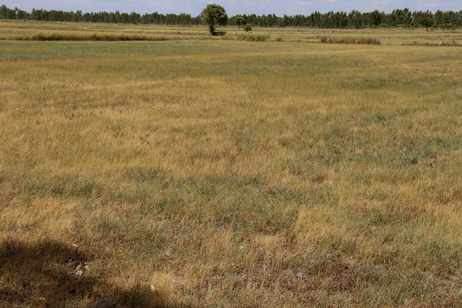 Rice fields in Nakhon Ratchasima have been damaged by the drought. This has been a tough year for the rice industry because of prolonged low rain levels in the Northeast and the stronger baht. (Photo by Prasit Tangprasert)