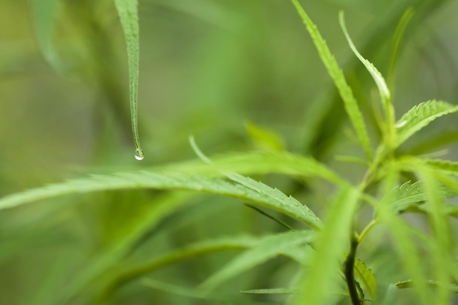 Thailand's legal cannabis market for both medical and recreational use could be worth US$661m by 2024. (Photo by Patipat Janthong)