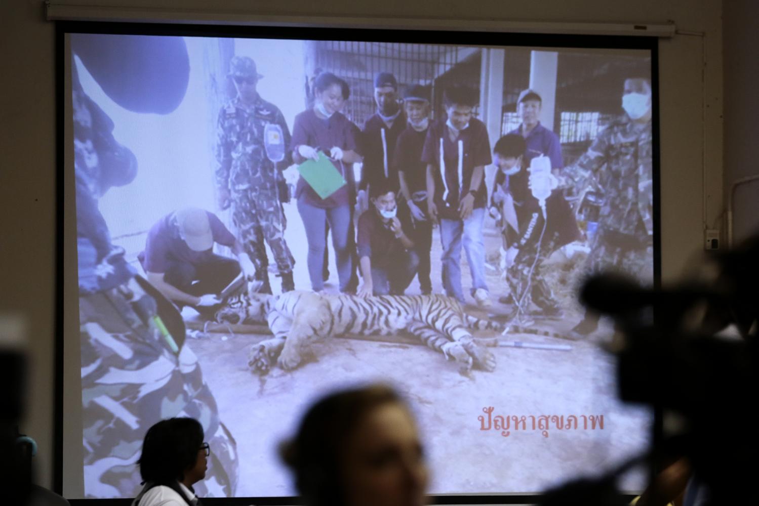 A picture of a sick tiger at Wat Phra Luang Ta Bua Yanasampanno in Kanchanaburi is shown at a press conference on Monday at the Department of National Parks, Wildlife and Plant Conservation. DNP revealed that 86 of 147 tigers confiscated from the temple three years ago died from prior diseases and inbreeding. Patipat Janthong