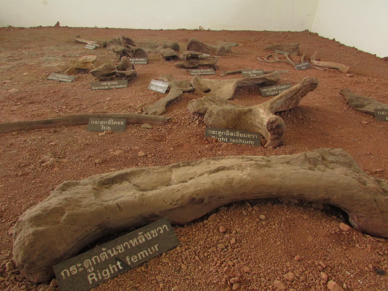 Dinosaur dig opens up path to the future photo