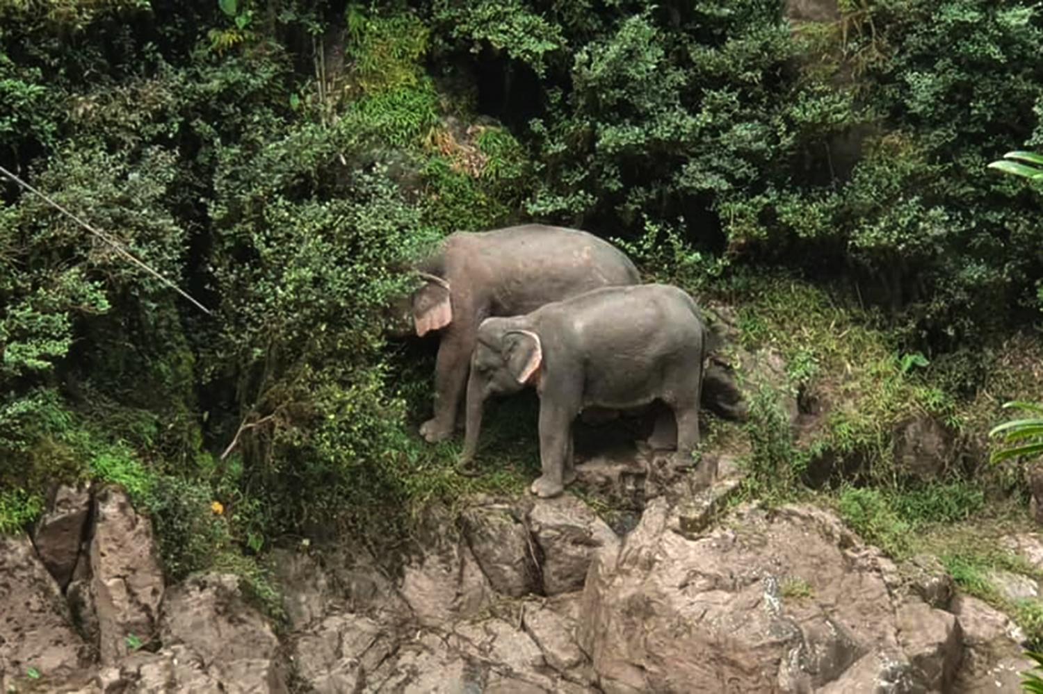 On the edge: Two other elephants, which look exhausted, gather at the edge of a cliff before being helped to safety yesterday afternoon. The waterfall has been closed to the public following the incident.