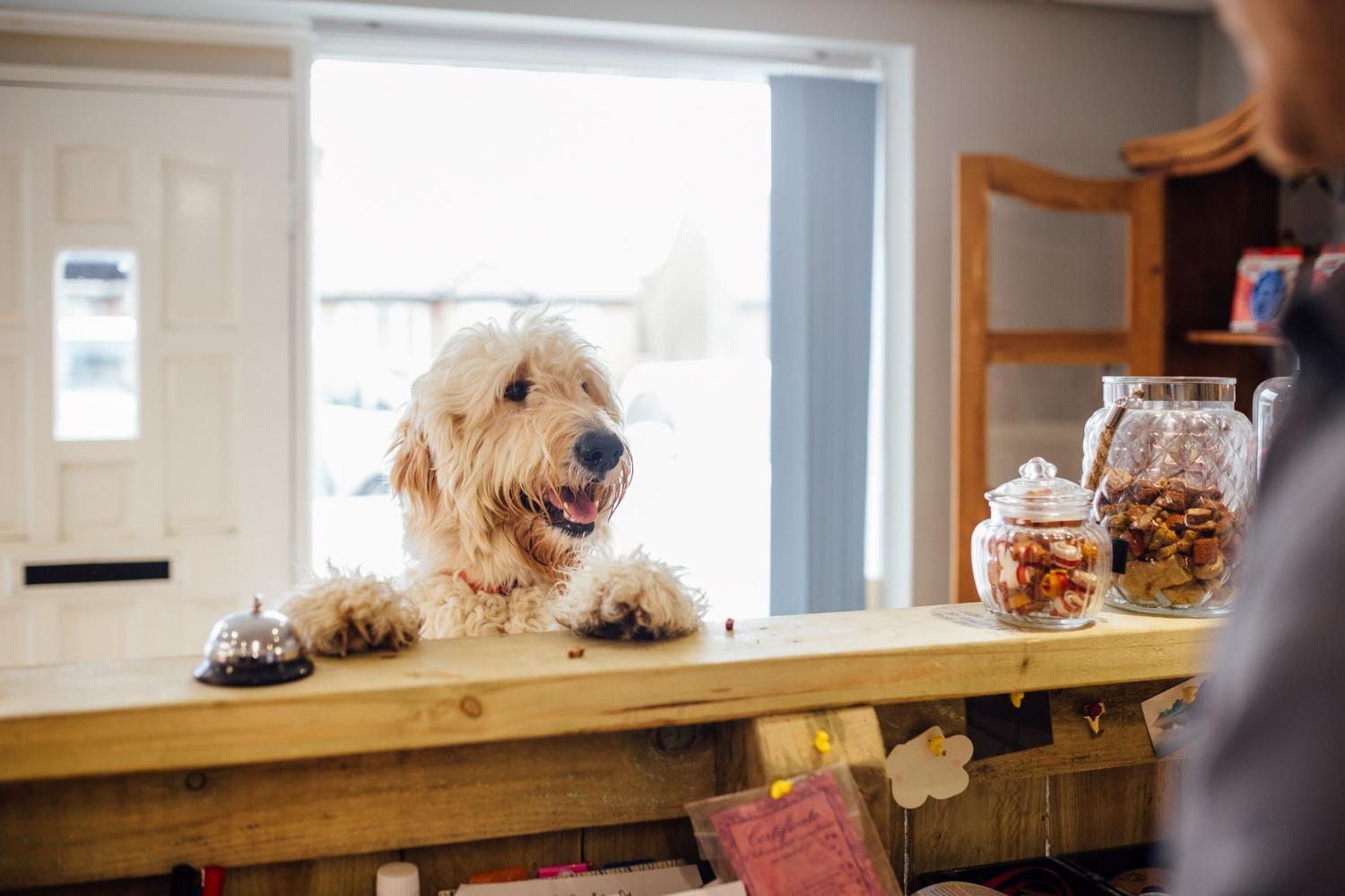 52% of Thai pet owners would be willing to pay more to stay at an accommodation that's pet-friendly.