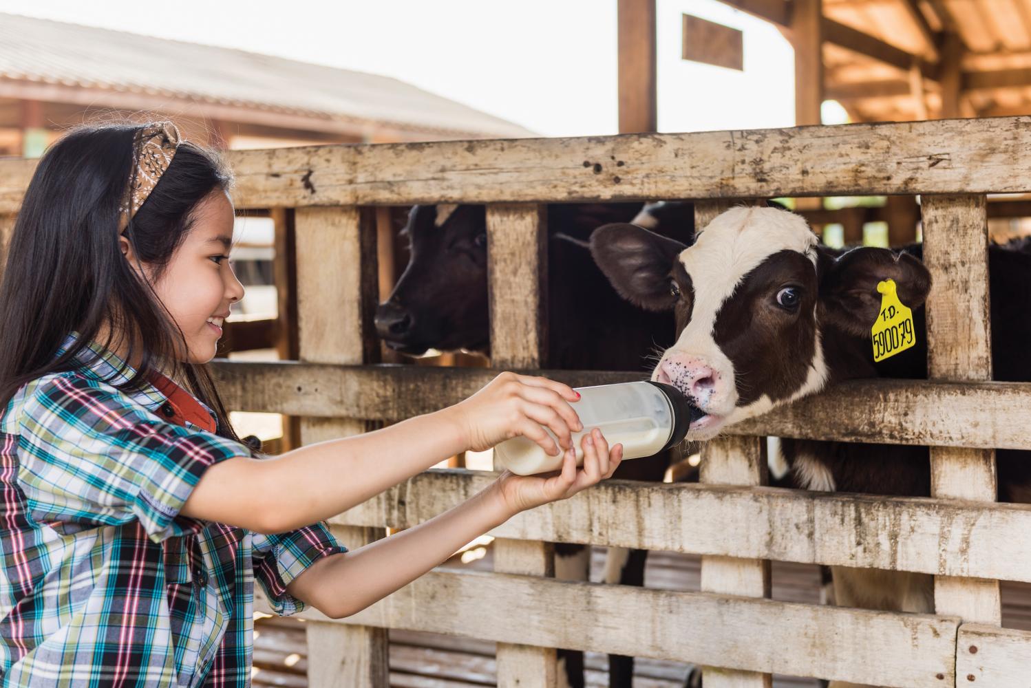 Dairy Farming Promotion Organization prioritises farm tourism