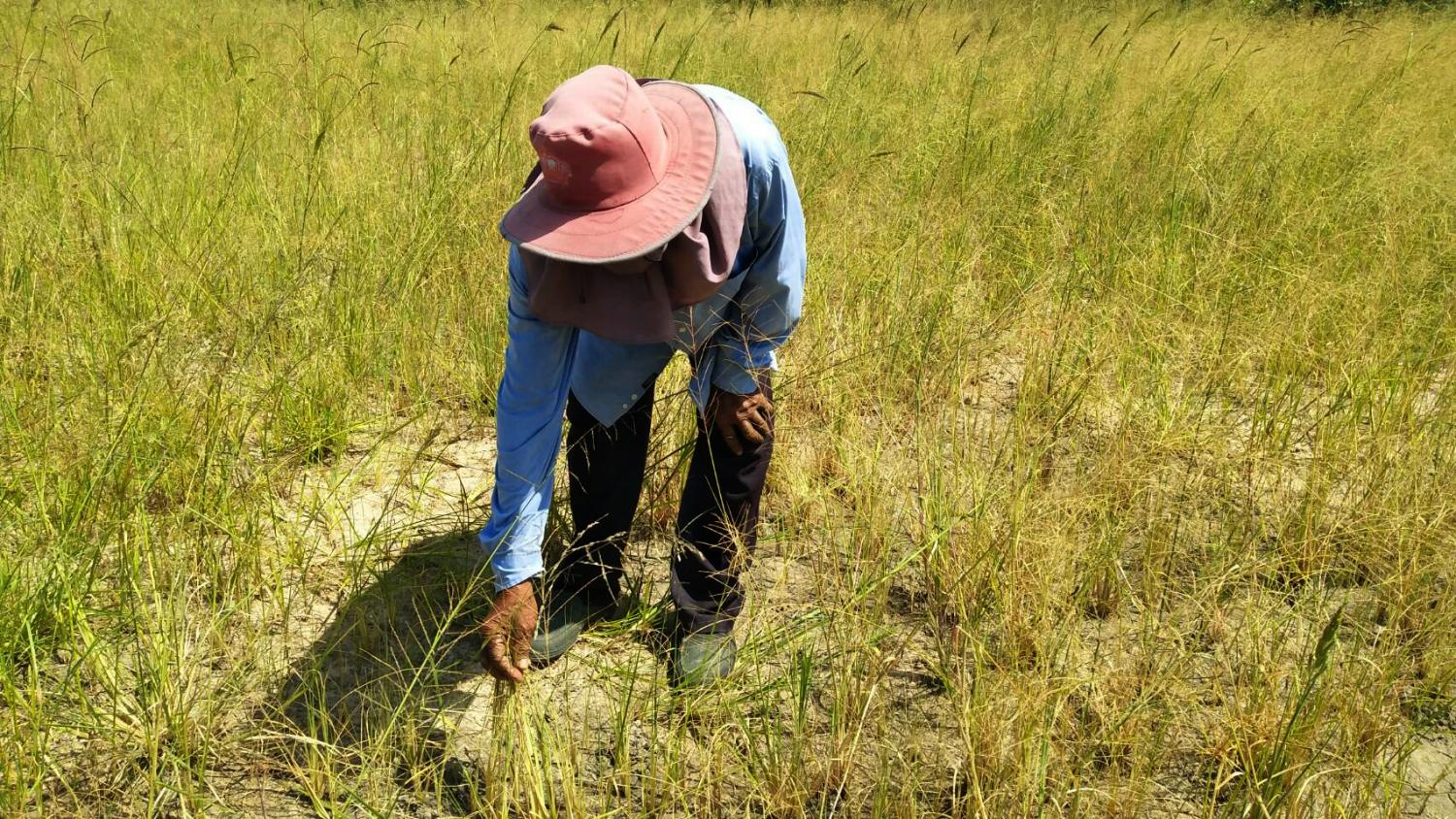 Crop loss claims skyrocketing