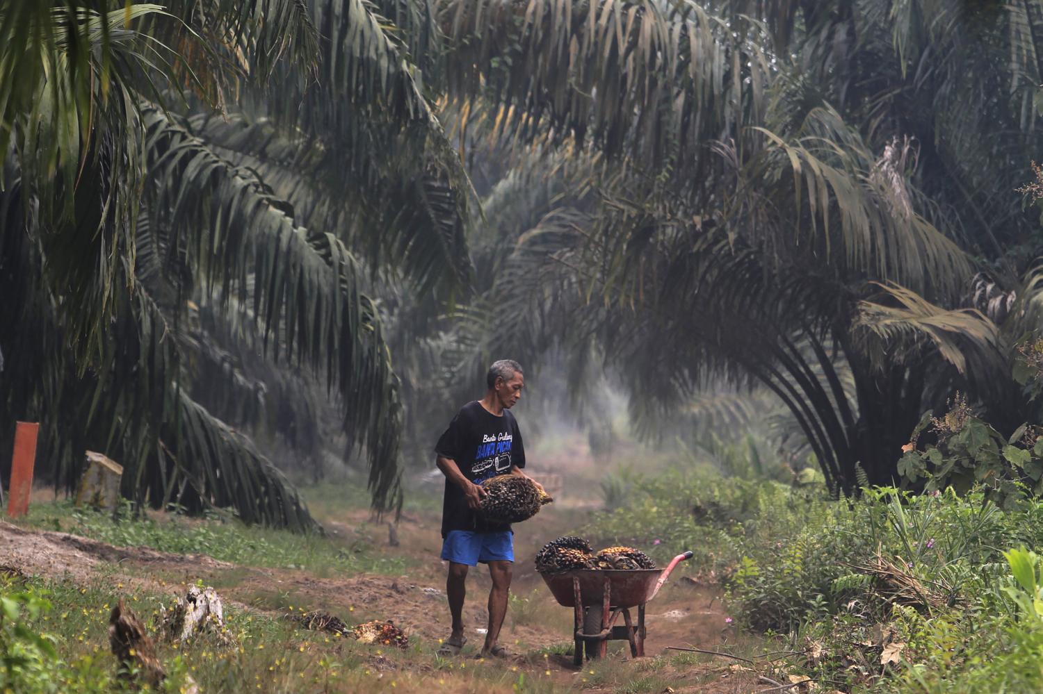 A man carries palm fruits at a plantation blanketed by haze from wildfires in Riau province of Indonesia in September. Photo: AP