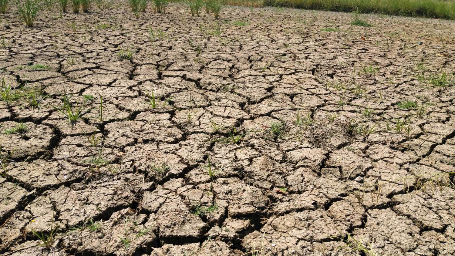 A rice field shows the effects of severe drought in Nakhon Ratchasima province. PRASIT TANGPRASERT