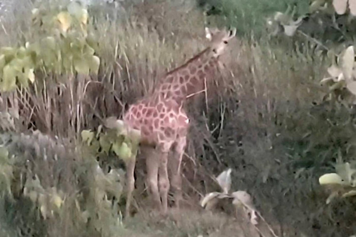 Wily escaped giraffe evades capture, hunt goes on