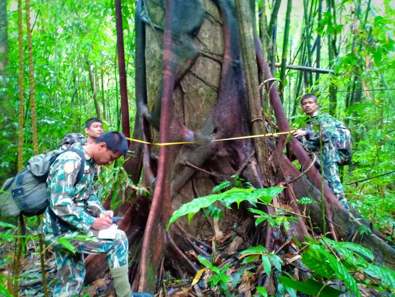 Proud defenders of the forest