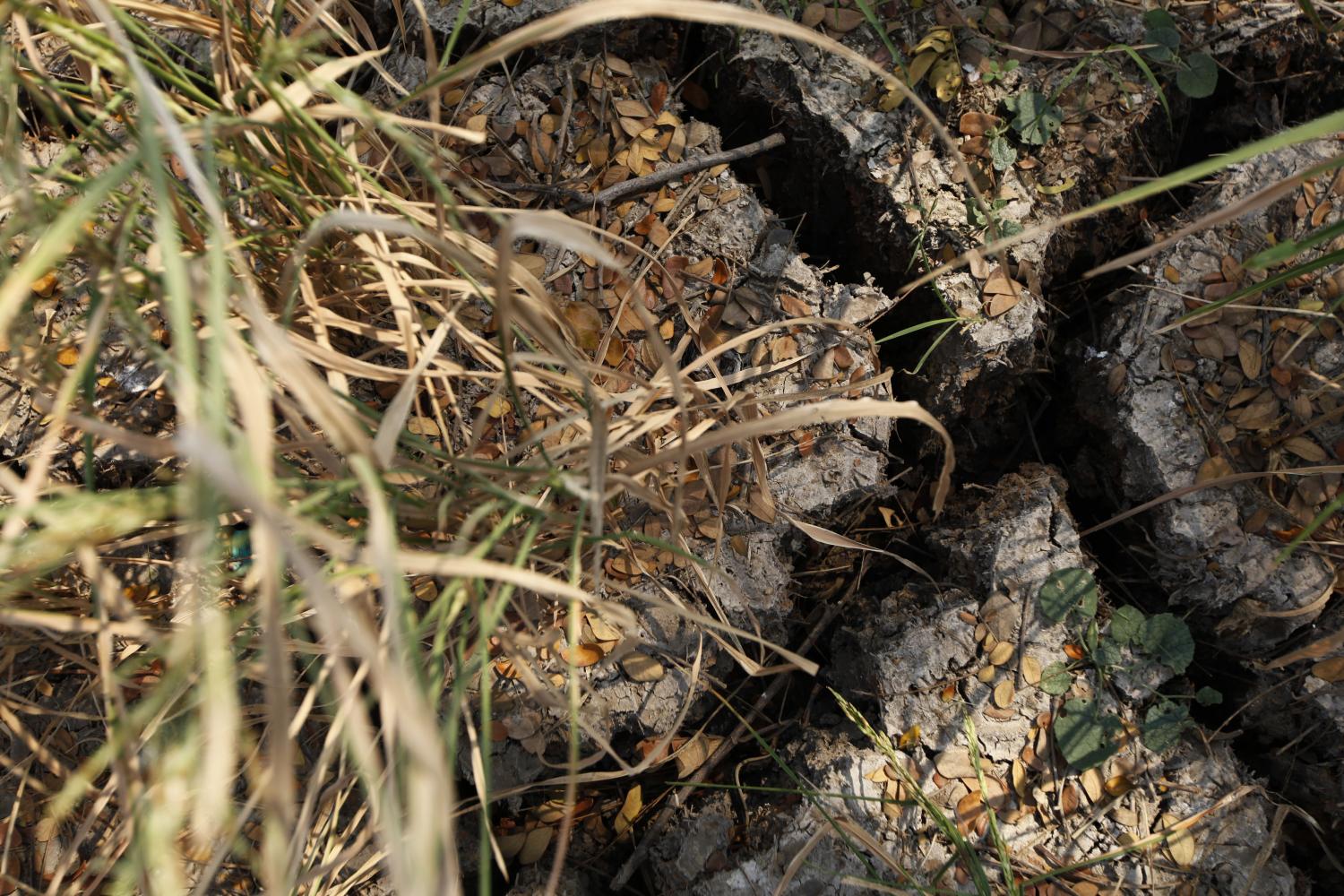 Cracks in a rice field show the effects of severe drought in Ayutthaya's Nakhon Luang district. The drought is the worst in decades.