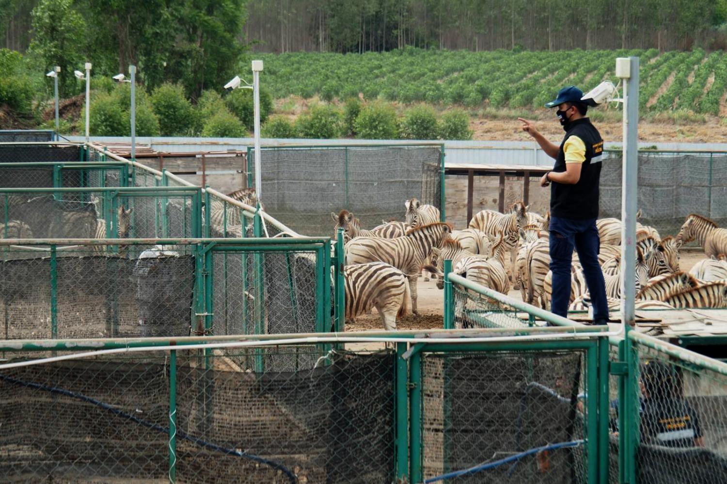 An official counts zebras at a private zoo in Chachoengsao province. A ban on imported animals was imposed following the outbreak of African horse sickness. Photo by department of national parks, wildlife and plant conservation