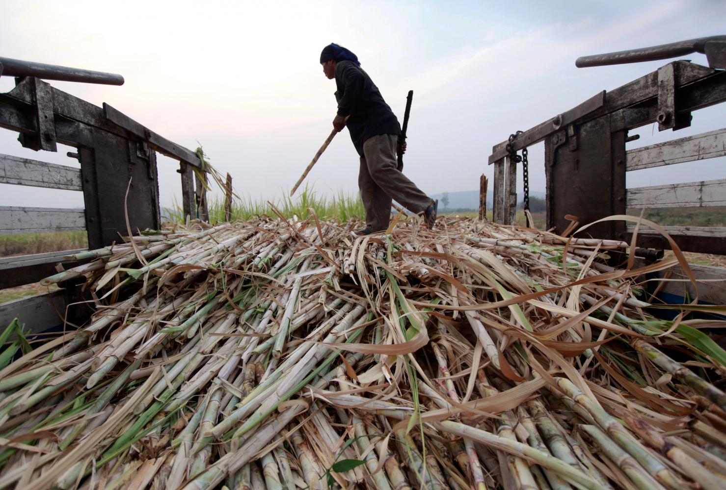 A worker loads harvested sugar cane onto a truck at a mill in Suphan Buri province. The drought has affected Thailand's sugar cane farmers. Jiraporn Kuhakan