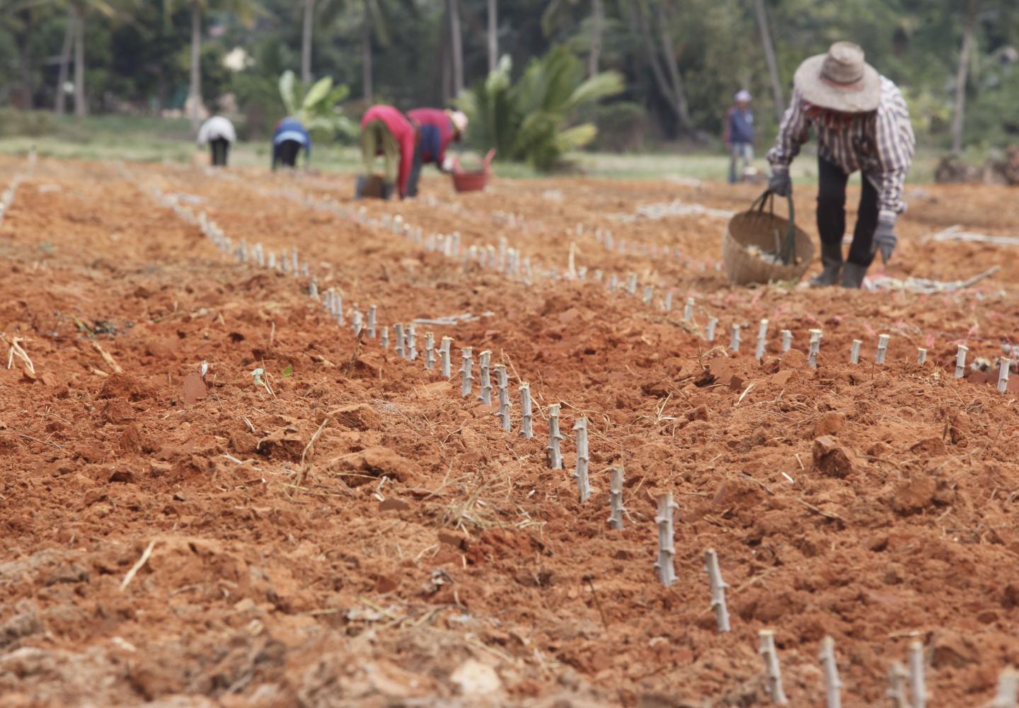 Farmers plant cassava in Nakhon Ratchasima's Phimai district. The cassava mosaic disease has spread across Thailand. PATTARAPONG CHATPATTARASILL