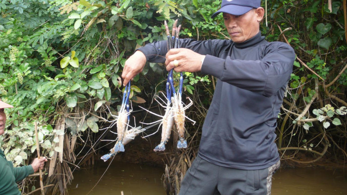 Conserving river prawns