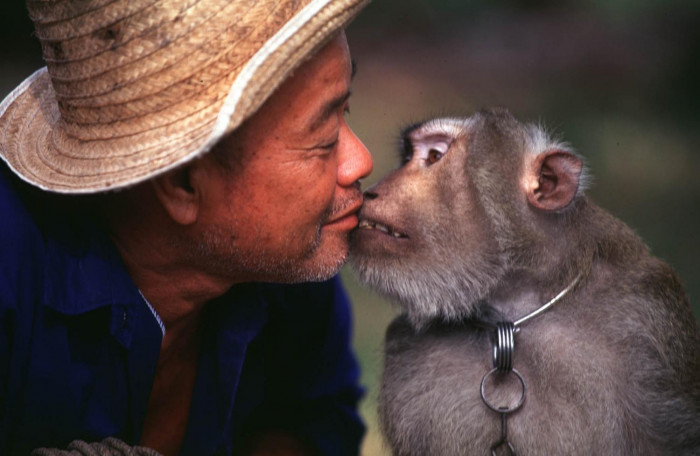 Lack of action guarantees coconut industry ruin