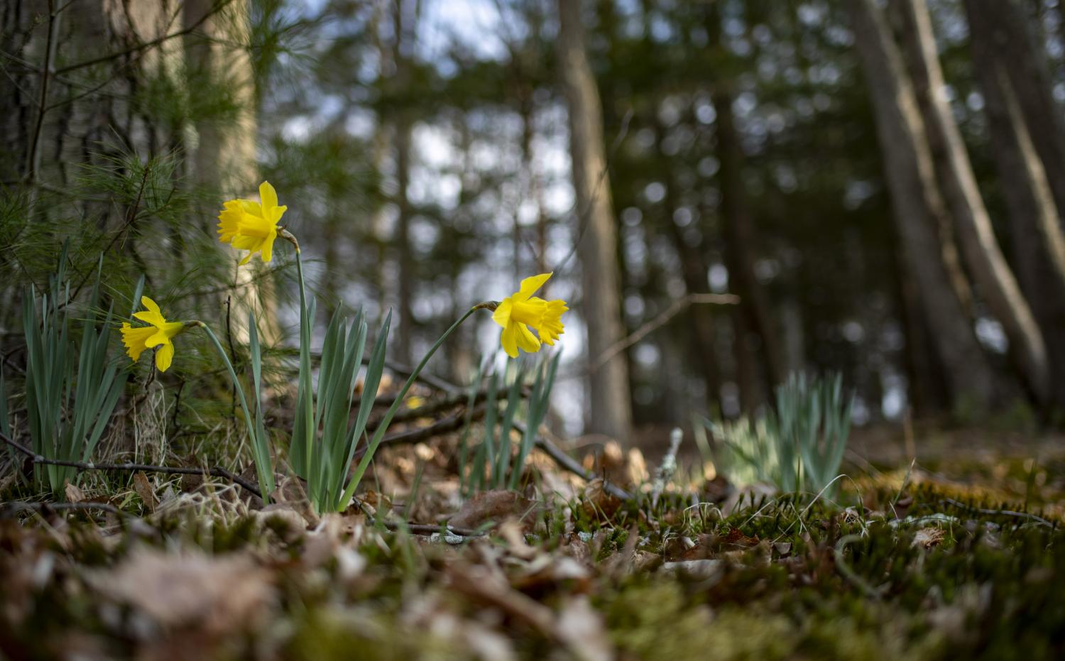 Green shoots of growth are starting to emerge after the global pandemic, but they will require careful nurturing. Photo: MARK GARTEN