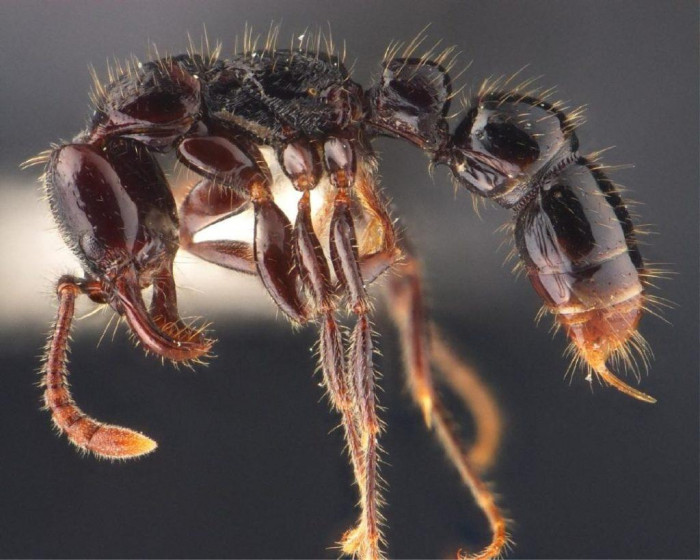 New ant species discovered