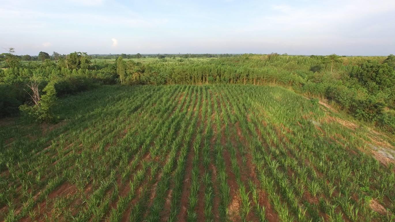 A plantation of napier grass as fuel for a biomass power project for participation in the Energy for All scheme. *No photo credit*