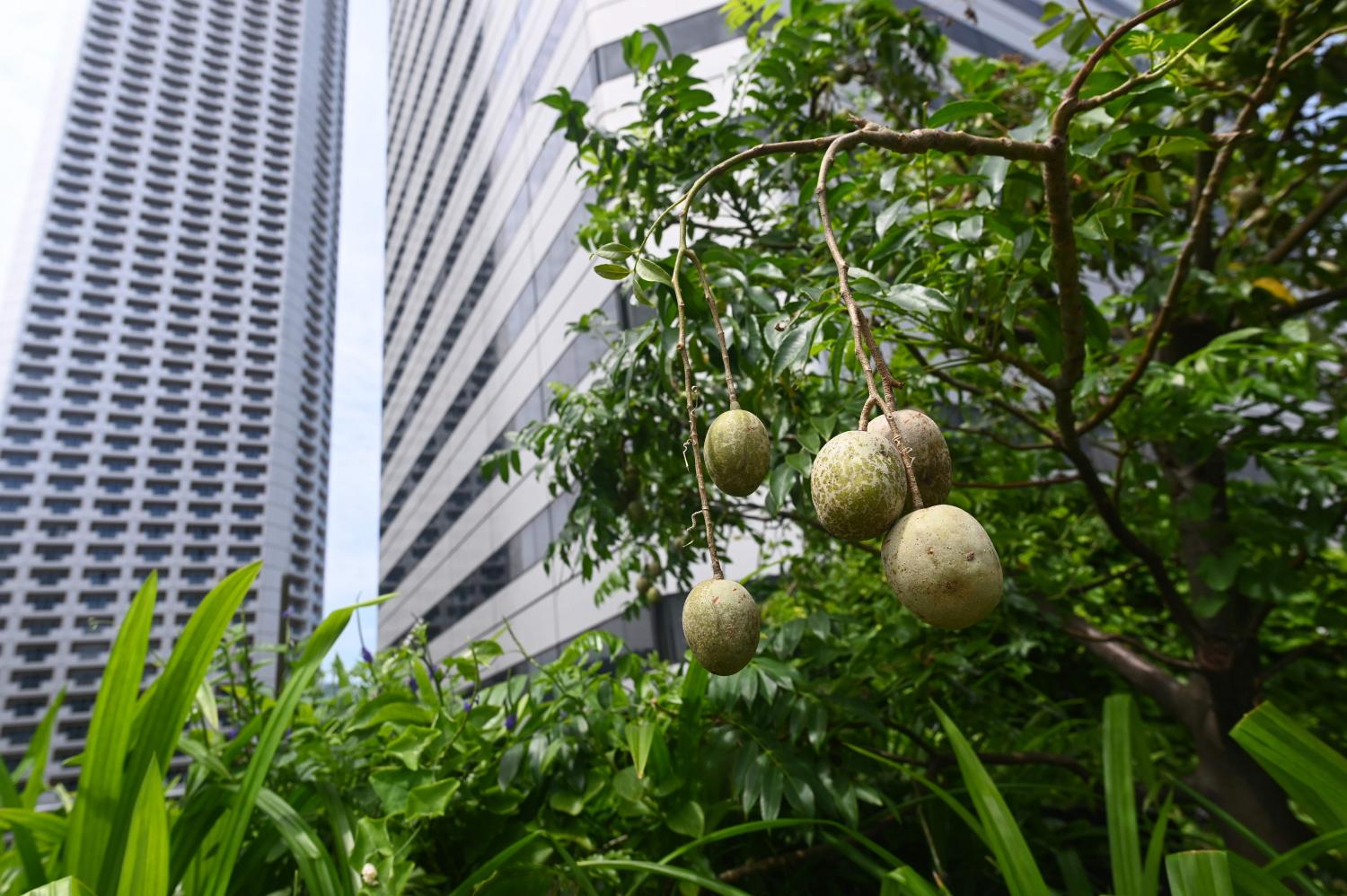 the tropical fruit kedondong growing in the rooftop garden.