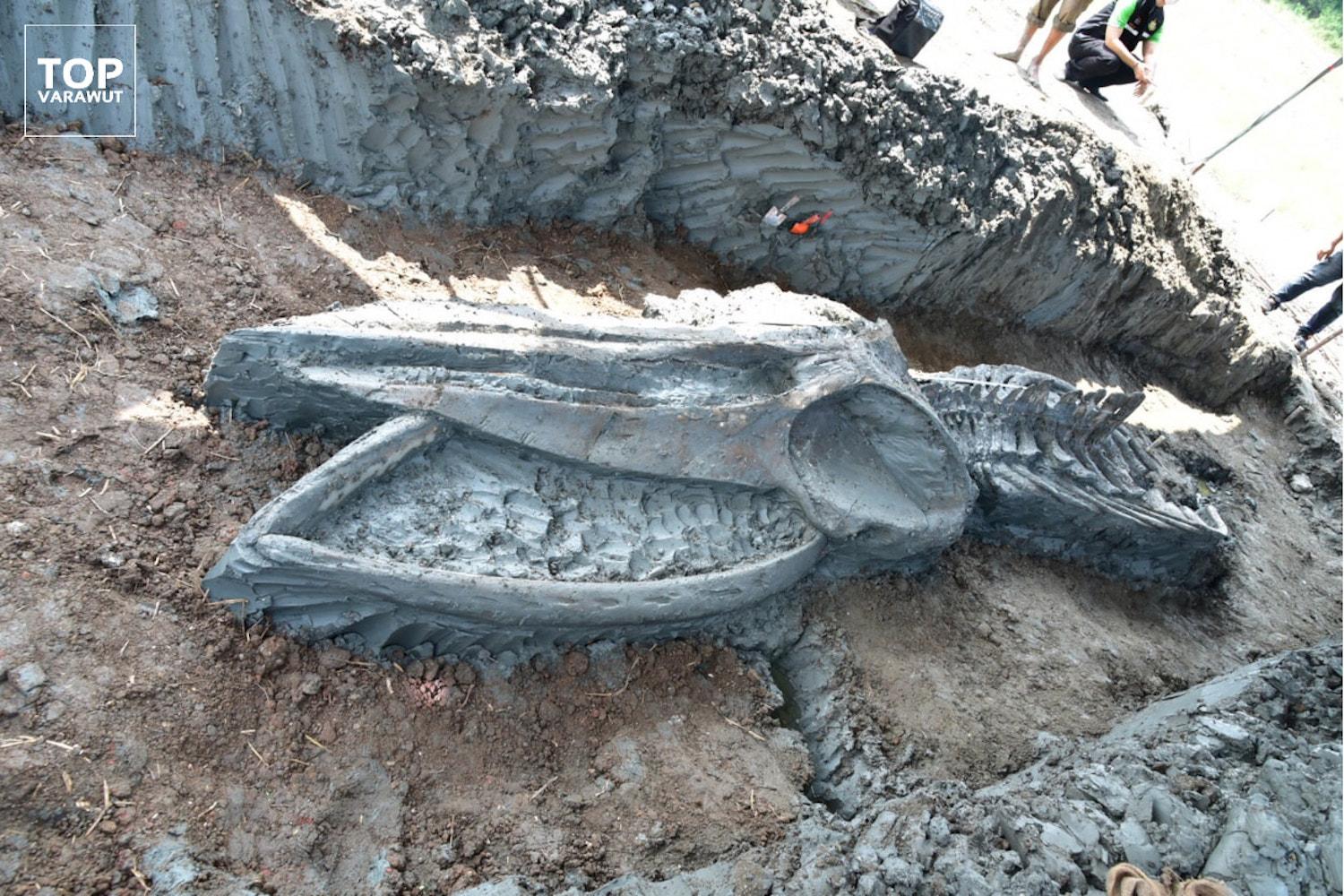 Ancient whale skeleton found in Samut Sakhon